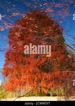 Reflection of a large Metasequoia glyptostroboides when the leaves show beautiful colors in autumn. Stock Photo