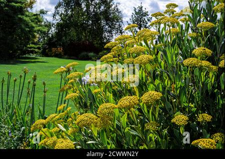 Bupleurum Fruticosum, shrubby hares ear, Apiaceae, Yellow flower, late summer sunshine. Stock Photo