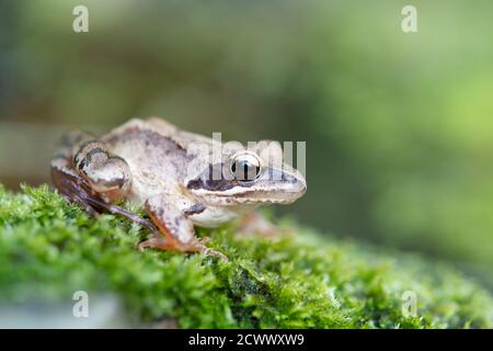 agile frog, Rana dalmatina Stock Photo