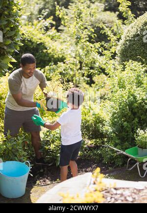 Father and son gardening in sunny summer garden Stock Photo