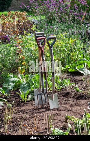 Stainless steel garden pitchfork and spade standing in the garden soil dirt while using the gardening shovel and fork equipment stock photo image Stock Photo