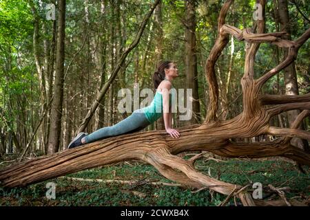 woman practicing yoga in a forest, upward facing dog pose on a tree trunk Stock Photo