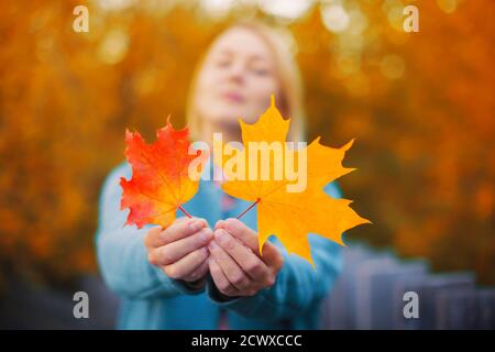 Blurred caucasian woman holding colorful red and yellow maple leaves in both hands. Autumn concept Stock Photo