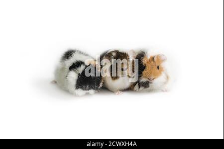 three motley guinea pigs on a white background isolated close up Stock Photo