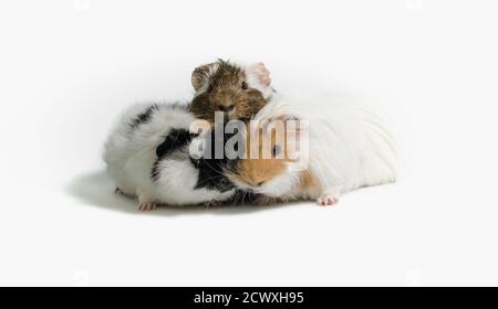 three motley guinea pigs on a white background isolated close up Stock Photo