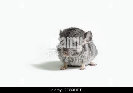 one small gray mouse on white background isolated studio shot Stock Photo