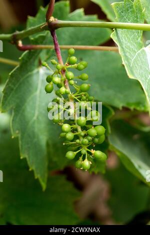 Young grapes (berries) on the vine (Vitis vinifera) developing on a garden wall, Berkshire, June Stock Photo