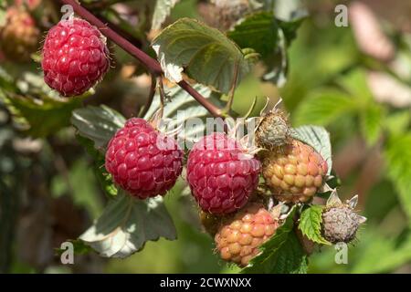 Raspberries (Rubus idaeus) round ripe purple red fruit and some less ripe on the cane in a soft fruit garden, Berkshire, June Stock Photo