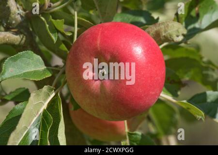 Ripe red discovery eating apple on the tree in summer, Berkshire, UK Stock Photo