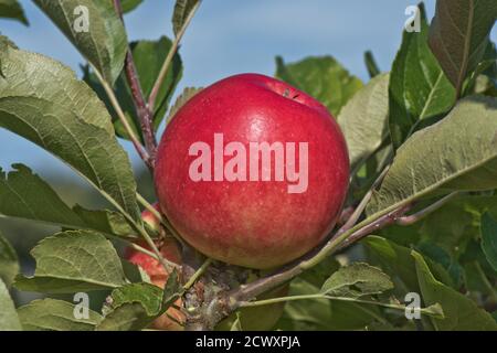 Ripe red discovery eating apple on the tree in summer, Berkshire, UK Stock Photo