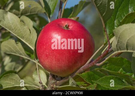 Ripe red discovery eating apple on the tree in summer, Berkshire, UK Stock Photo