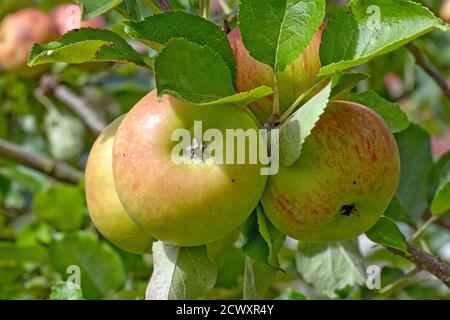 Red and green ripe mature Bramley cooking apples on the tree in summer, Berkshire, UK, August Stock Photo