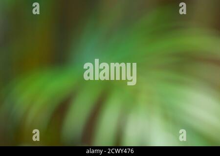 defocused abstract scene background in shades of green Stock Photo