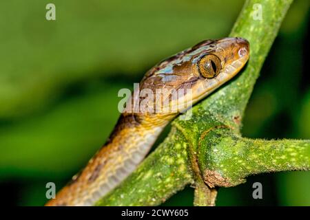 Mapepire Corde Violon, Blunthead Tree Snake, Imantodes cenchoa, Tropical Rainforest, Corcovado National Park, Osa Conservation Area, Costa Rica Stock Photo