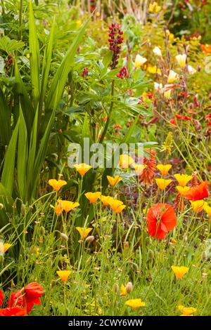 Stunning garden flowers growing in a flowerbed. Seasonal plants during summer in England Stock Photo