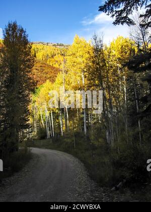The road leading through the La Sal Forest, Utah, USA, with the late afternoon light on the brightly fall colored quaking aspen and brush oak Stock Photo