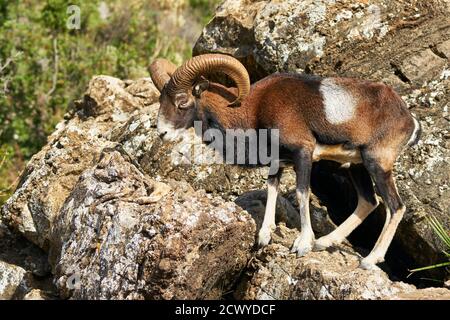male common mouflon (Ovis aries musimon) in mating season in Marbella. Andalusia, Spain Stock Photo