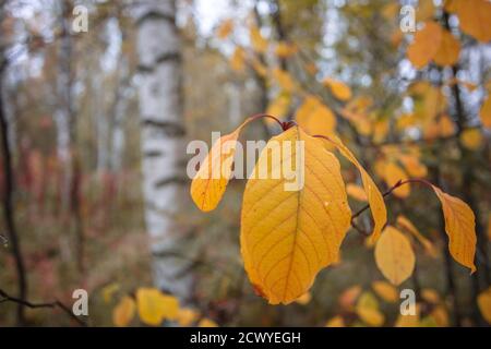 Yellow leaves on the background of birch trunks. Natural, autumn background. High quality photo Stock Photo