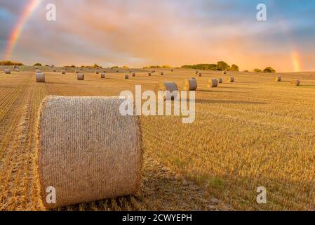 A landscape of a large hay field with numerous straw bales, Jutland, Denmark Stock Photo