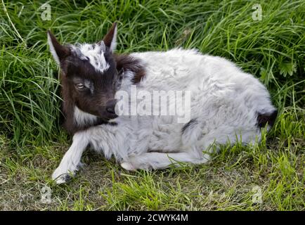 Goat juvenile (Kid) Stock Photo