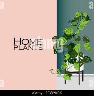 Vector Houseplants in a container for indoor use as a house plant in pots. Home gardening concept. Modern flat vector illustration Stock Vector