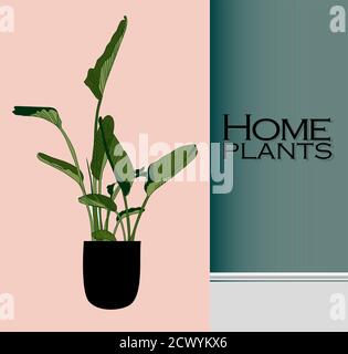 Vector Houseplants in a container for indoor use as a house plant in pots. Home gardening concept. Modern flat vector illustration Stock Vector
