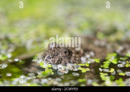 yellow bellied toad, Bombina variegata Stock Photo
