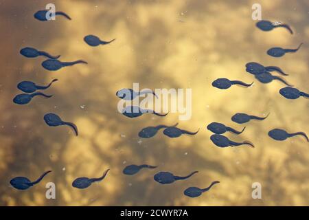 Common European toad (Bufo bufo) tadpoles swimming in a heathland pond, viewed from above, Dorset, UK, May Stock Photo