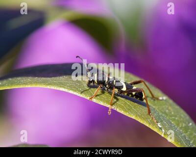 Wasp beetle (Clytus arietis) standing on a leaf while visiting a Rhododendron bush, Dorset heathland, UK, May. Stock Photo