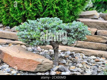 Dwarf coniferous evergreen plant Korean Fir 'Kohouts Icebreaker' (Abies koreana) in stony garden landscape. Rare cultivar with silver curved needles. Stock Photo