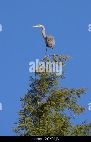 Like an ornament on top of a christmas tree, a great blue heron sits on top of a pine tree.  Bending the pine tree  almost perpendicular the heron gaz Stock Photo