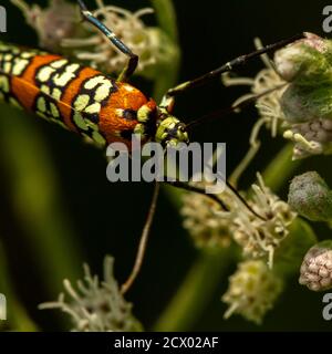 macro image of a Ailanthus Webworm Moth (Atteva Aurea) on white common boneset. This moth has beautiful velvety orange wings with white floral pattern Stock Photo