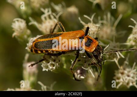 Close up macro image of an adult goldenrod soldier beetle a.k.a Pennsylvania leatherwing (Chauliognathus pensylvanicus). The orange bug is drenched in Stock Photo