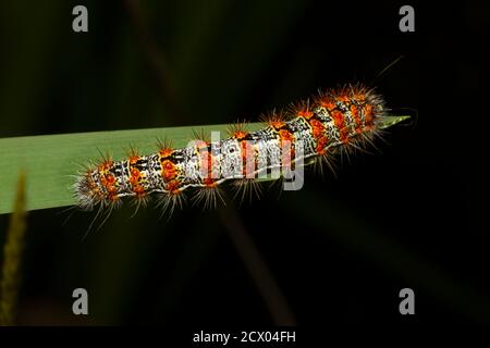 Close up macro lens image of Lymantria dispar dispar (Gypsy moth caterpillar) that has white cylindrical body with red warts and torn like spikes. Thi Stock Photo