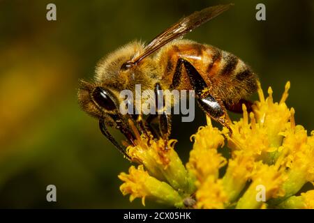Close up isolated image of a honey bee walking over a yellow late goldenrod flower sucking nectar from each flower while pollinating it. The animal is Stock Photo