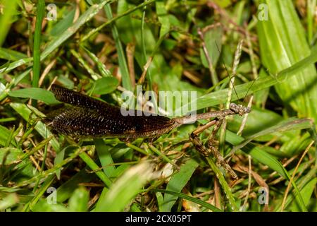 A full length close up macro lens image of an adult Carolina mantis  in grassland. Image shows details of its compound eye, dark wings, and legs Stock Photo