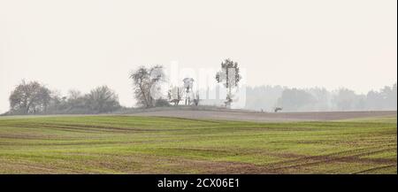 Rural landscape with wooden hunting blind on a field in an autumnal misty morning, color toning applied. Stock Photo