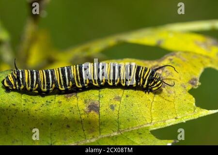 Close up macro image of a danaus plexippus (monarch) caterpillar on a milkweed leaf in the forest at Shenandoah National Park. This is a cute insect w Stock Photo