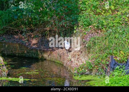 A grey Heron, Ardea Cinerea stalking by a small stream in the Surrey countryside UK Stock Photo