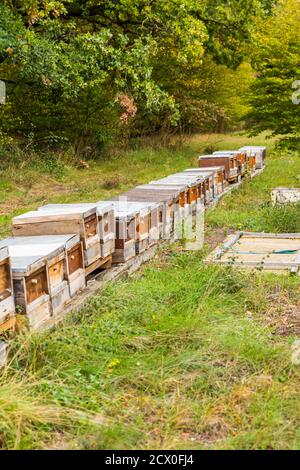 Row of wooden beehives on forest edge for wild bees. Stock Photo
