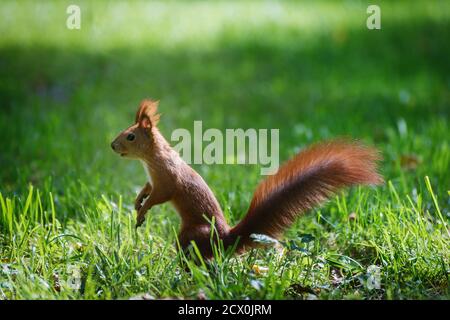 Beautiful Red fluffy squirrel eating big walnut in the autumn forest. Curious squirrel portrait Stock Photo