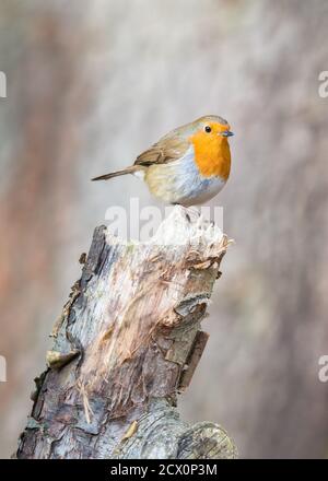 Portrait of a winter red robin sitting & watching from a tree stump in the woodlands. Stock Photo