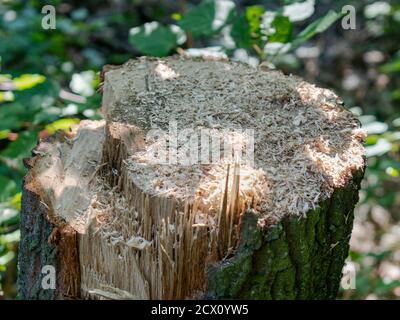 Wood chips on stump of a freshly cut tree in the forest. Stock Photo