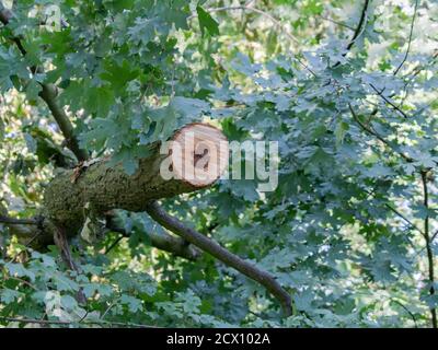 Freshly cut tree in the forest Stock Photo
