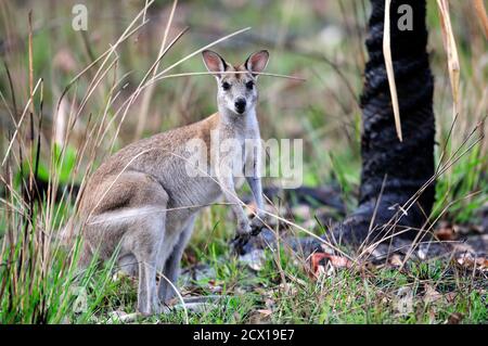 Agile Wallaby, Macropus agilis, Macropoidae,  Kangaroo, mammal, animal, Nitmiluk National Park, Northern Territory, Australia