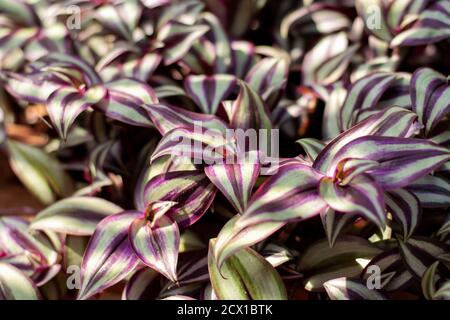 Tradescantia Zebrina houseplants in sunlight. Also known as The Wandering Jew, Wandering Dude or Inch Plant. Indoor plant. Stock Photo