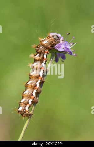 The Knot Grass, Acronicta rumicis, moth caterpillar, feeding on Devil's bit scabious, Succisa pratensis, Sussex, UK, September Stock Photo