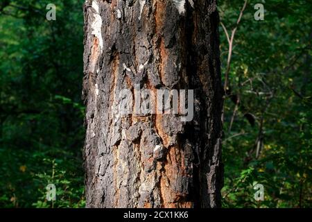 Birch trunk in the center. Green blurred background. Space for text, card. Stock Photo
