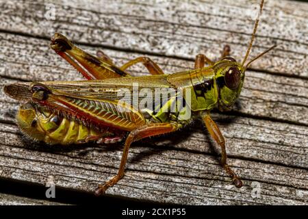 A close up macro lens image of a red legged grasshopper (Melanoplus femurrubrum) on a wooden plank.  It is used in climate change studies due to its f Stock Photo