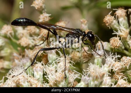 Close up isolated macro image of a black common thread bellied wasp (Ammophila procera) sucking nectar from a white common boneset flower. This is a w Stock Photo